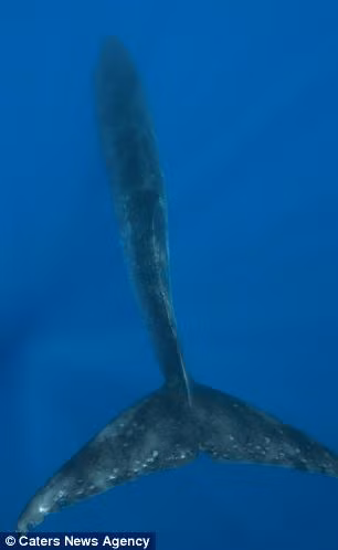 Cuộc gặp gỡ tuyệt vời xảy ra khi Reinhard Mink bơi trên biển giữa vùng đảo Pico và Faial.