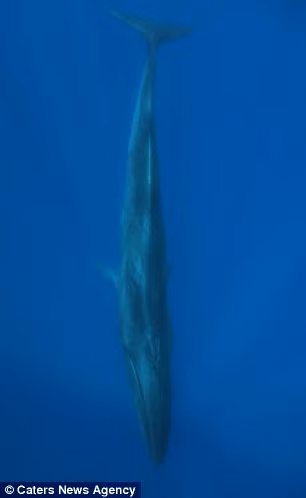 Reinhard Mink cũng cho biết thậm chí con người có đủ may mắn để nhìn thấy một con cá voi thì nó cũng rất khó để bạn có thể tiếp cận nó.