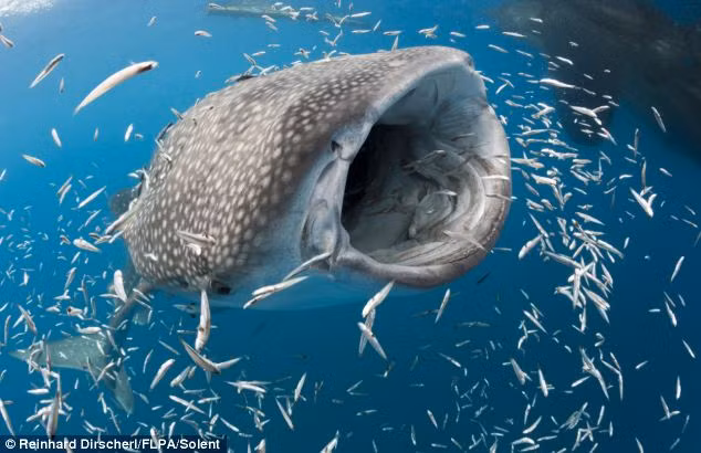 Những con cá mập lướt qua dòng nước và ngấu nghiến nhai nuốt những con cá bé nhỏ.