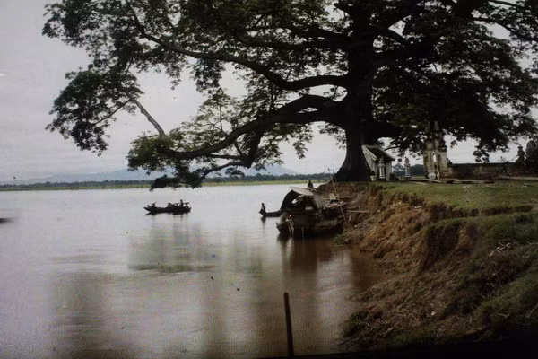 Cây đa ở Bến đò Việt Trì.