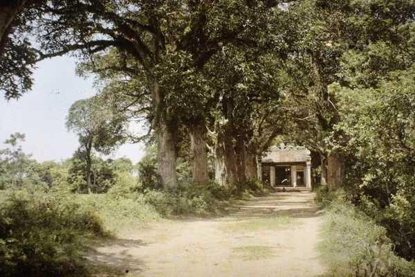 Đường vào đền thờ Linh Lan.