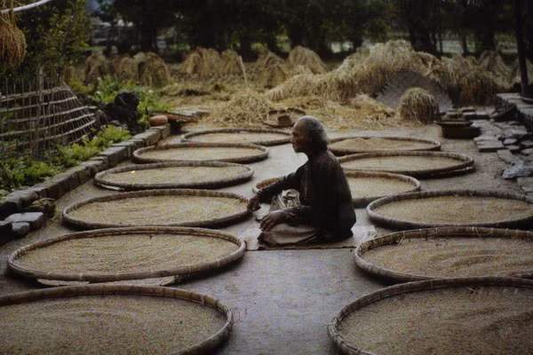 Phơi thóc sau vụ gặt.