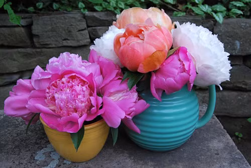 1. Hoa mẫu đơn – Biểu tượng cho sự sang trọng, quý phái và hấp dẫn: Người không những mong muốn thêm người, thêm của mà còn một điều mong ước nữa thường được thể hiện trong các câu chúc tụng nhau – đó là phú quý. Vì vậy, nhiều người thích trồng hoa cảnh hoặc cắm hoa trong nhà, một số loài hoa không những được người đời ưa thích mà còn coi đó là biểu tượng của phú quý, giàu sang, ví dụ hoa mẫu đơn.