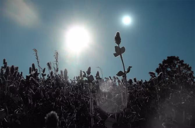 Cây màu tím có thể phát triển mạnh dưới sao nhị phân.