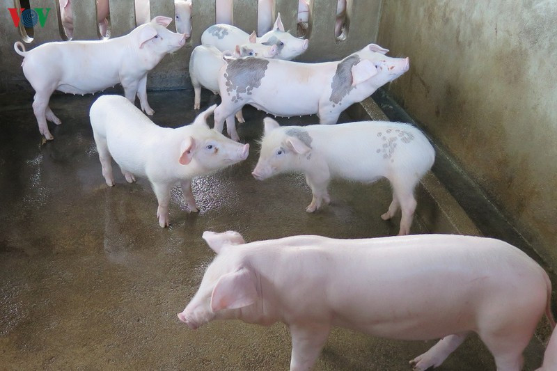 Nhung quy dinh, luat dinh co hieu luc tu 1/1/2020-Hinh-2