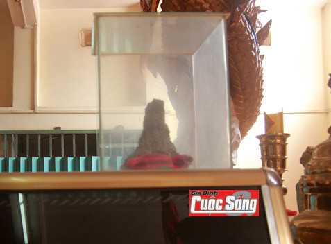 Cận cảnh gò mối kỳ bí mọc trên mộ sư ông vào năm thứ 9 kể từ khi ông tịch diệt (hiện được bảo quản trong tủ kính).