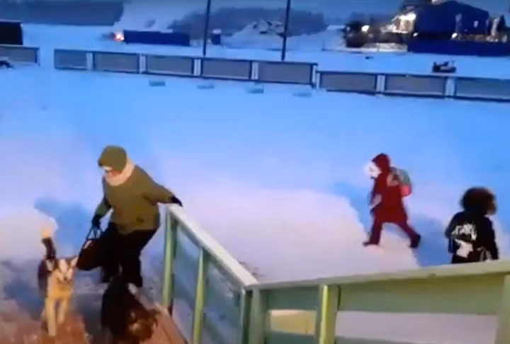 Trẻ em trong làng thường được cha mẹ dẫn đến trường. Họ đi bộ và dắt theo chó. Học sinh sống ở làng khác mất khoảng 10-18 phút di chuyển bằng xe buýt nếu thời tiết thuận lợi. Khi nhiệt độ xuống quá thấp, các em cũng chuyển sang đi bộ để đảm bảo an toàn. Ảnh: Siberian Times.