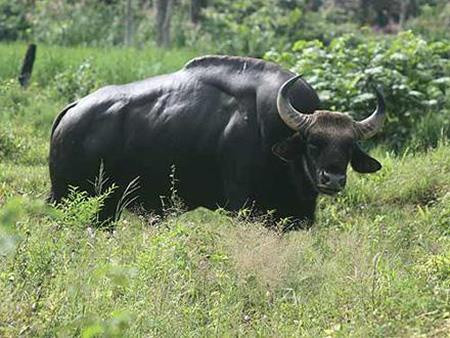 Theo Cổng thông tin điện tử của Vườn quốc gia Cát Tiên, nơi đây có nhiều loài động vật đặc chủng, giá trị lớn, sinh sống như gấu chó, gấu ngựa, bò tót… Cát Tiên là nơi cư ngụ của 40 loài nằm trong "Sách đỏ thế giới". Đàn bò tót 70-80 con sống ở đây, hiện có nguy cơ tuyệt chủng cao, do bị săn bắn trộm và mất chỗ ở vì rừng bị chặt phá.