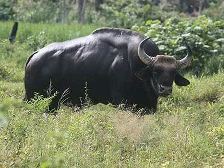 Theo Cổng thông tin điện tử của Vườn quốc gia Cát Tiên, nơi đây có nhiều loài động vật đặc chủng, giá trị lớn, sinh sống như gấu chó, gấu ngựa, bò tót… Cát Tiên là nơi cư ngụ của 40 loài nằm trong "Sách đỏ thế giới". Đàn bò tót 70-80 con sống ở đây, hiện có nguy cơ tuyệt chủng cao, do bị săn bắn trộm và mất chỗ ở vì rừng bị chặt phá.