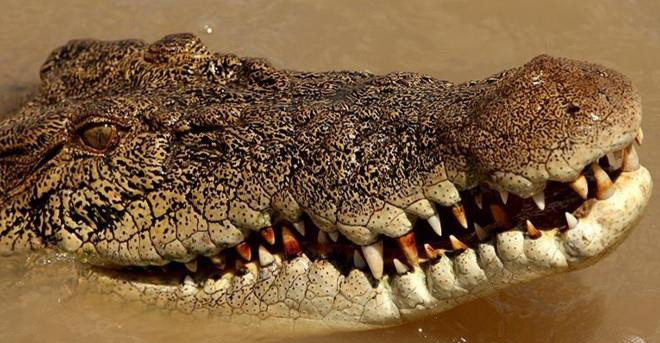 Từ năm 1978, vườn quốc gia này được bảo tồn, chia thành 2 khu vực: Nam Cát Tiên và Tây Cát Tiên. Phần trên địa bàn Tân Phú và Vĩnh Cửu thường được gọi là khu vực Nam Cát Tiên. Phần trên địa bàn Bù Đăng thường được gọi là Tây Cát Tiên. Đến năm 1992, hai khu vực này được sáp nhập thành Vườn quốc gia Cát Tiên.