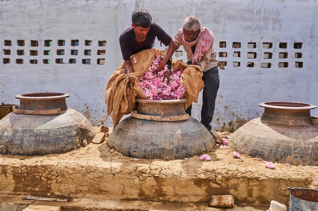 br/> Ở vùng nông thôn xung quanh Kannauj, hoa hồng Damask được thu hoạch sớm mỗi ngày sau đó giao cho các nhà sản xuất tinh dầu bậc thầy. Những túi hoa hồng sẽ được chuyển đến hàng trăm nhà máy chưng cất ở Kannauj. Tegh Singh đến và dỡ những túi hoa xuống sân lát đá ngoài trời.