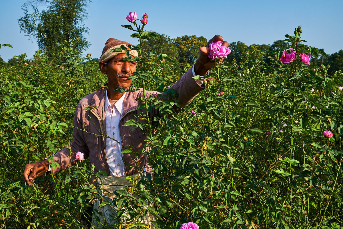 Tegh Singh đến trang trại hoa của mình bên bờ sông Hằng trước khi Mặt Trời mọc. Ông nhổ những cánh hoa ở nơi cao nhất. Vòng quanh những bụi cây được trồng dày đặc và lộn xộn. Ông làm việc thoăn thoắt, bỏ những cánh hoa màu hồng nhạt vào chiếc túi trên vai. Khi những tia nắng đầu tiên lướt qua dòng sông, người đàn ông 35 tuổi đã lên chiếc xe tay ga, chở hàng hóa thơm phức vào Kannauj, thành phố nhỏ được mệnh danh là "thủ đô nước hoa của Ấn Độ".