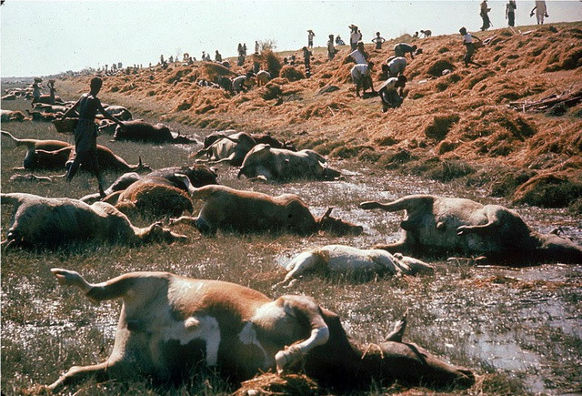 Ngày 12/11/1970 cơn bão nhiệt đới Bhola Bhola Cyclone đổ bộ vào phía Đông Pakistan (Bangladesh ngày nay). Đây là một trong những cơn bão nhiệt đới mạnh nhất được ghi nhận trong lịch sử. Sức gió lúc mạnh nhất của bão lên đến 185 km/h và giật đến 220 km/h.