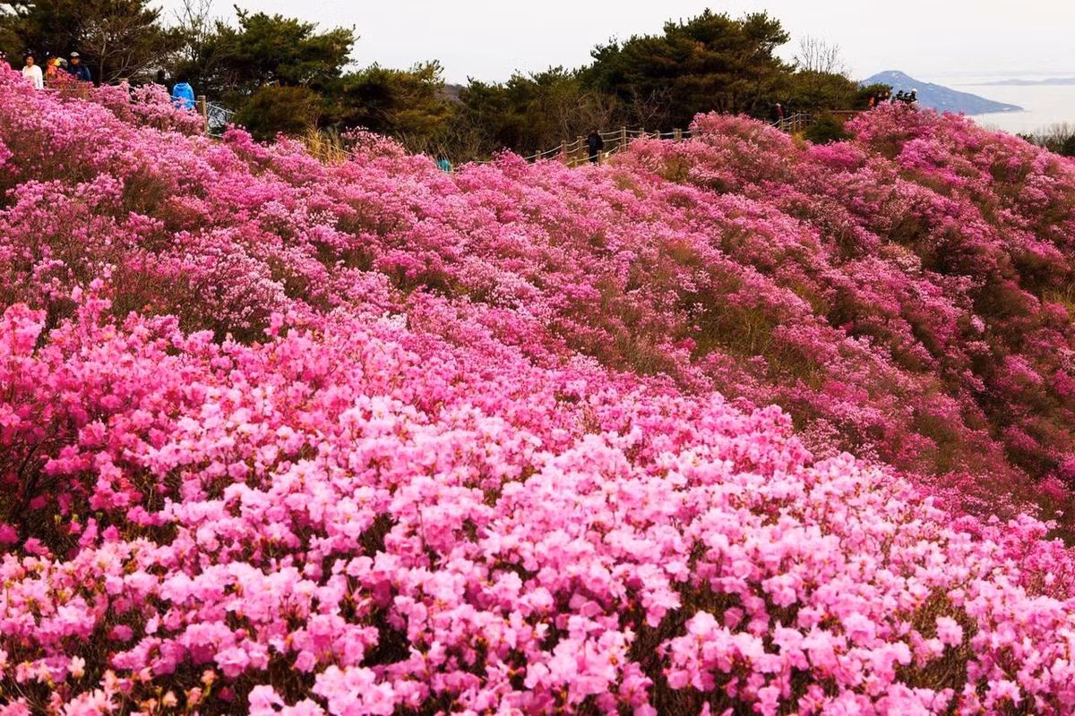 Theo " Imnepal", đỗ quyên được tuyên bố là quốc hoa của Nepal, với tên gọi Lali Gurans. Hoa đỗ quyên được xem là một trong những biểu tượng của Nepal, bởi nó tượng trưng cho sự dịu dàng, ôn hòa, có thể làm thuốc chữa bệnh.