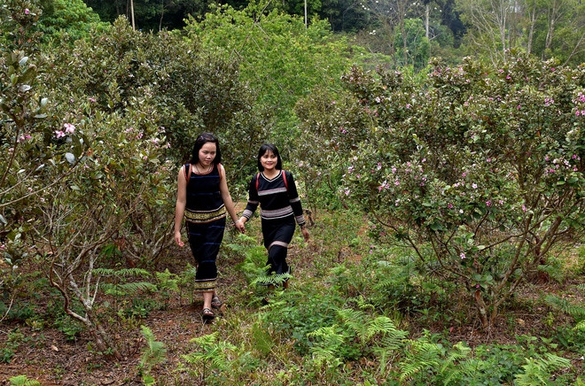 br/> Năm 2019, Ủy ban Thường vụ Quốc hội ra Nghị quyết thành lập thị trấn Măng Đen thuộc huyện Kon Plông, tỉnh Kon Tum, trên cơ sở xã Đắk Long trước đó. Ảnh: Minh Hoàng.