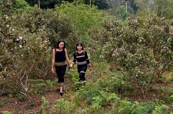 br/> Năm 2019, Ủy ban Thường vụ Quốc hội ra Nghị quyết thành lập thị trấn Măng Đen thuộc huyện Kon Plông, tỉnh Kon Tum, trên cơ sở xã Đắk Long trước đó. Ảnh: Minh Hoàng.