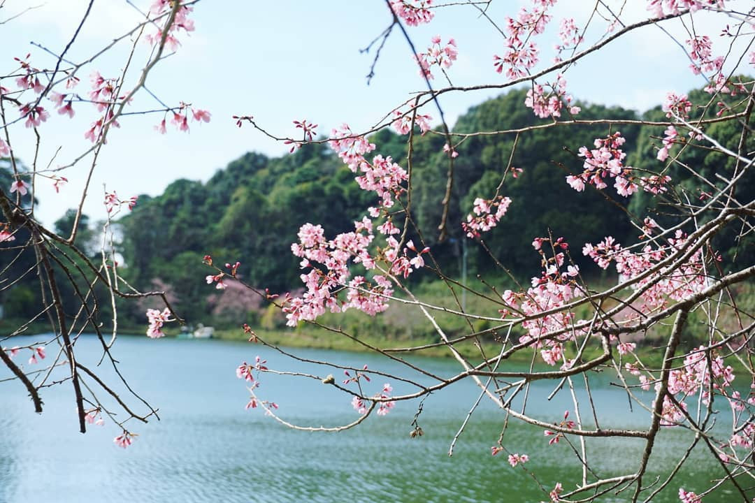 Hồ Đắk Ke là địa điểm thơ mộng, lãng mạn ở Măng Đen với những hàng phượng tím, mai anh đào dịu dàng khoe sắc. Theo Cổng TTĐT Kon Tum, tên gốc của hồ là Toong Rơ Poong, vốn được nhắc đến qua truyền thuyết "7 hồ, 3 thác" phổ biến ở vùng đất này. Ảnh: Bìn Bìn.