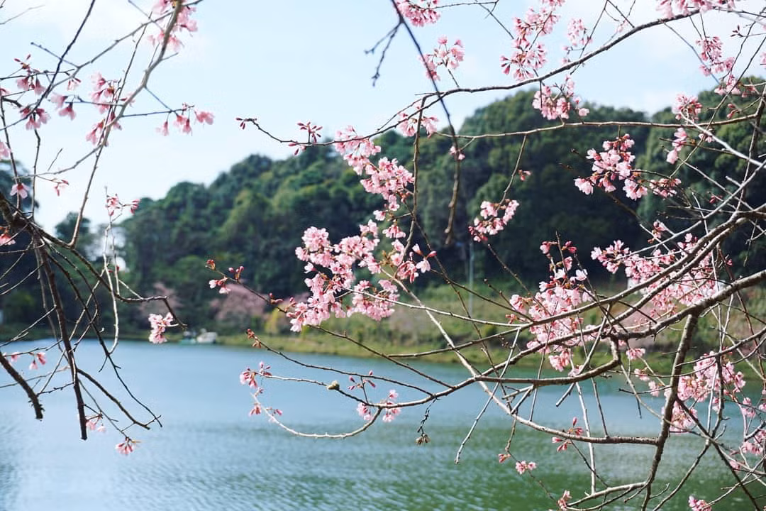 Hồ Đắk Ke là địa điểm thơ mộng, lãng mạn ở Măng Đen với những hàng phượng tím, mai anh đào dịu dàng khoe sắc. Theo Cổng TTĐT Kon Tum, tên gốc của hồ là Toong Rơ Poong, vốn được nhắc đến qua truyền thuyết "7 hồ, 3 thác" phổ biến ở vùng đất này. Ảnh: Bìn Bìn.