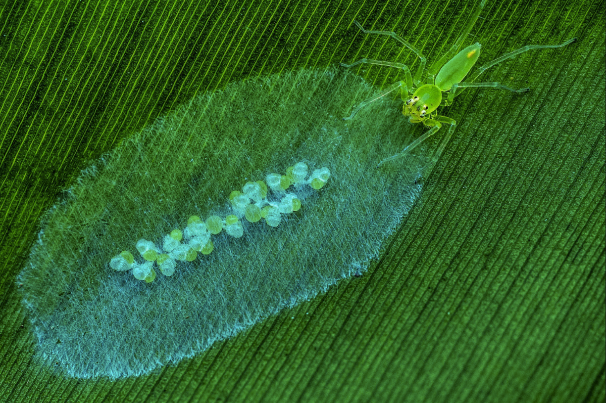 "Á quân" hạng mục này là ảnh Take care (tạm dịch: Chăm sóc) của Yuhui Hu từ Trung Quốc. Ảnh chụp nhện cùng các ấu trùng tại khu bảo tồn thiên nhiên ở Quảng Đông. Ảnh: Yuhui Hu.