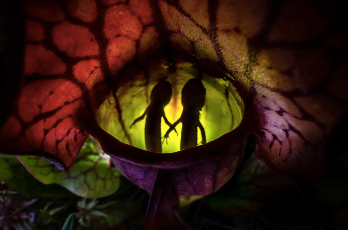 Tác phẩm đoạt giải nhất ở hạng mục những loài vật khác là bức ảnh có tiêu đề Nature's Pitfall (tạm dịch: Cạm bẫy thiên nhiên) của Samantha Stephens từ Canada. Ảnh chụp hai con kỳ nhông đốm mắc kẹt trong cây nắp ấm tại trạm nghiên cứu động vật hoang dã Algonquin ở Ontario, Canada. Ảnh: Samantha Stephens.