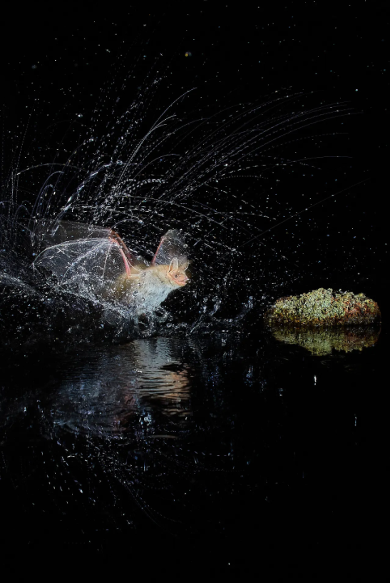 "Á quân" ở hạng mục này là bức ảnh Mammals Splash của tác giả Antonio Leiva Sanchez từ Tây Ban Nha. Ảnh bắt lại khoảnh khắc con dơi tai bèo đang hắt nước ở Sucs, Tây Ban Nha. Ảnh: Antonio Leiva Sanchez.