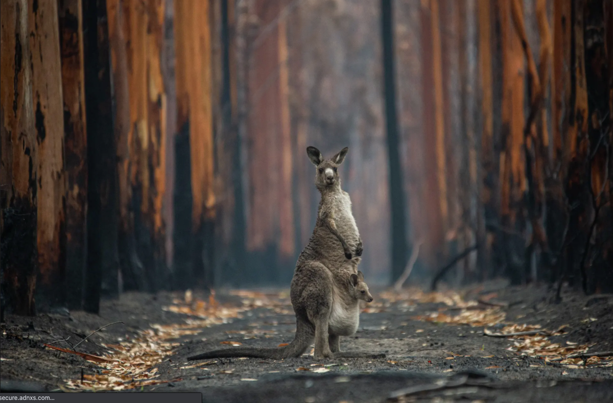 Ảnh được trao giải nhất ở hạng mục con người và thiên nhiên là bức Hope in a Burned Forest (tạm dịch: Hy vọng trong cánh rừng cháy) của Jo-Anne McArthur, người Canada. McArthur chụp chú kangaroo xám và con của nó sống sót sau vụ cháy rừng ở Victoria, Australia. Ảnh: Jo-Anne McArthur.