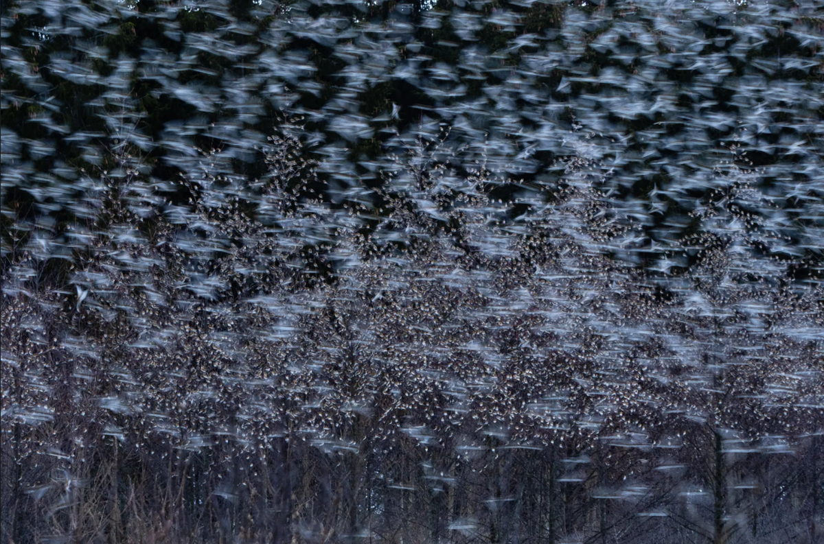  Bức ảnh được trao giải cao nhất ở hạng mục về chim chóc là tác phẩm Brambling Togertherness (tạm dịch: Chim sẻ núi tụ tập) của Andreas Geh từ Đức. Ảnh bắt lại khoảnh khắc chim sẻ núi tập trung tại vùng Hegau, hồ Constance, phía nam Rừng Đen. Ảnh: Andreas Geh (GDT).
