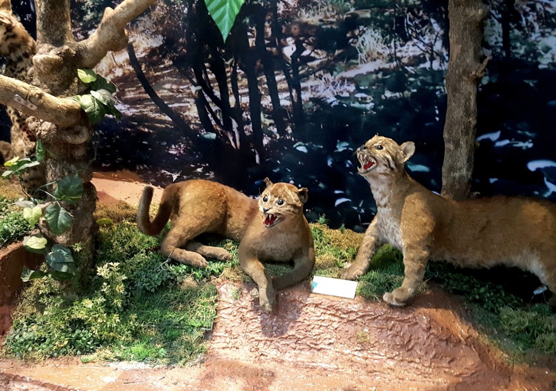 Tại Bảo tàng Lâm Đồng có nội dung trưng bày về "Thiên nhiên Lâm Đồng", qua đó giới thiệu đặc điểm địa lý, hệ động - thực vật phong phú, đa dạng, các loại khoáng sản quý... ở tỉnh miền núi Nam Tây Nguyên này.