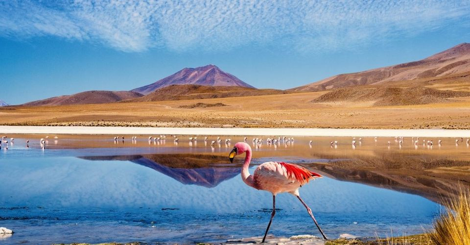 Trải dài hơn 965 km ở miền Bắc Chile, sa mạc Atacama sở hữu cảnh quan tuyệt đẹp, thu hút nhiều du khách khắp thế giới ghé thăm. Vùng đất này khác biệt với những nơi khác bởi kiểu thời tiết, địa hình độc đáo. Một số khu vực của sa mạc nhận được nhiều mưa, tạo nên hệ sinh thái đa dạng.
