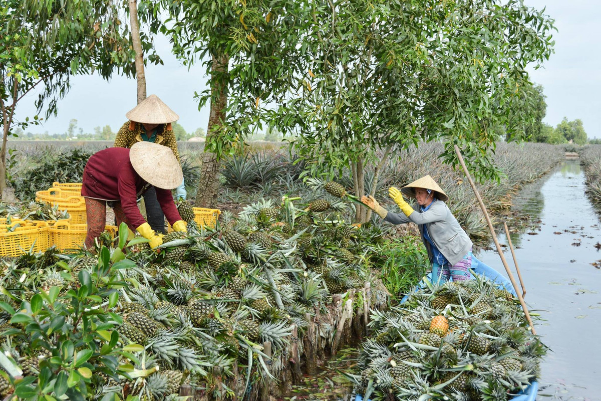 Tại TP Vị Thanh có làng khóm Cầu Đúc nổi tiếng, được xác định là nơi phát triển du lịch cộng đồng ở địa phương. Theo các nguồn tư liệu, khi vùng quê này có cây cầu đúc xi măng đầu tiên, bà con quen gọi nơi đây là xóm Cầu Đúc. Ảnh: Mekong Delta Explorer.