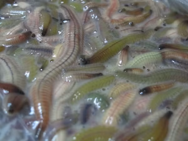 Loại động vật thân mềm này nếu nhìn qua thì rất rợn người nhưng khi chế biến thành món ăn lại trở thành đặc sản ngon khó cưỡng.