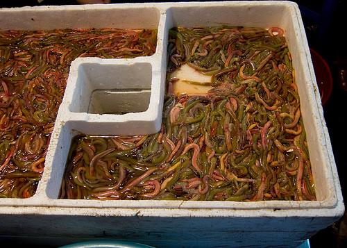 Thời điểm này đang là giữa mùa rươi nên bạn có thể thoải mái thưởng thức các món ăn khác nhau từ rươi rất dễ dàng