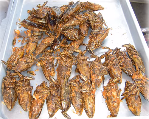 Món cà cuống rang muối