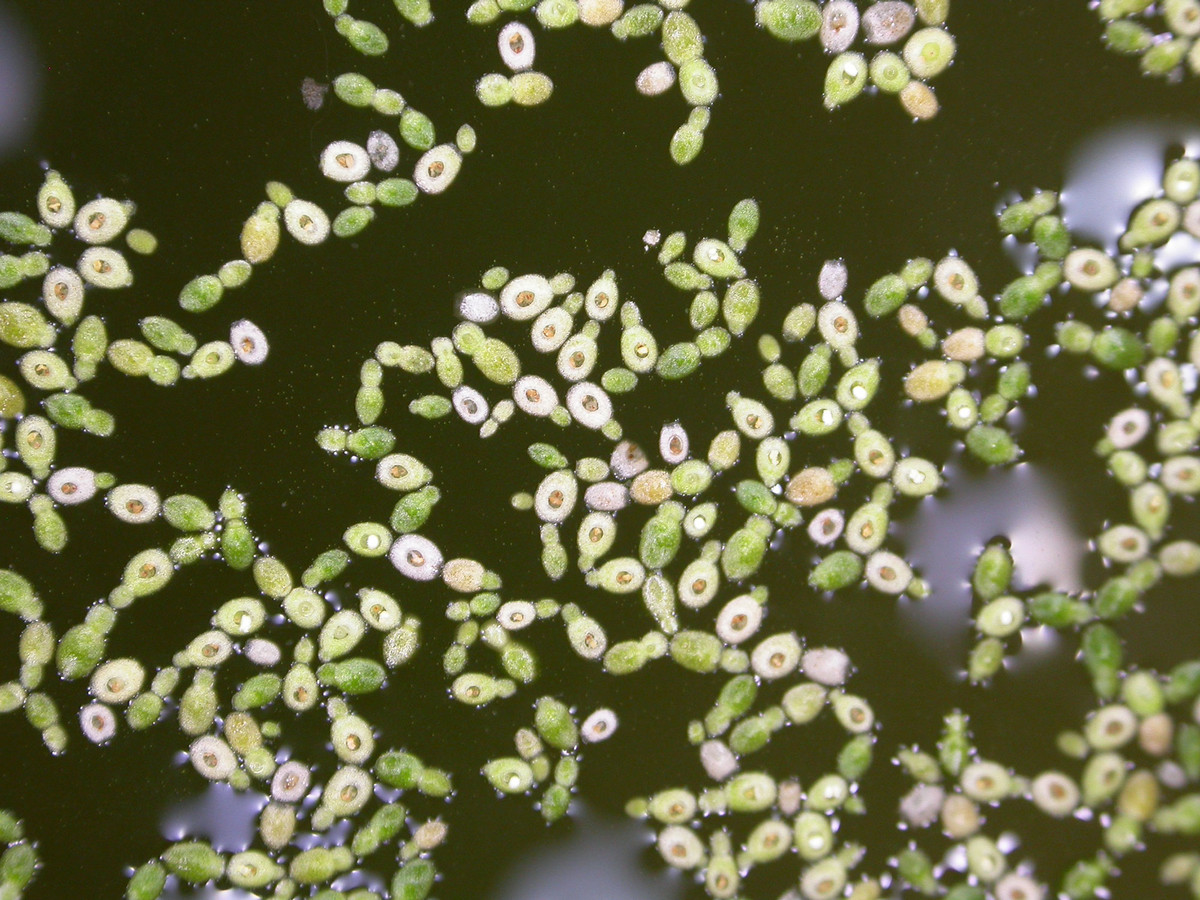 5 loai hoa ky la nam giu ky luc cua the gioi tu nhien