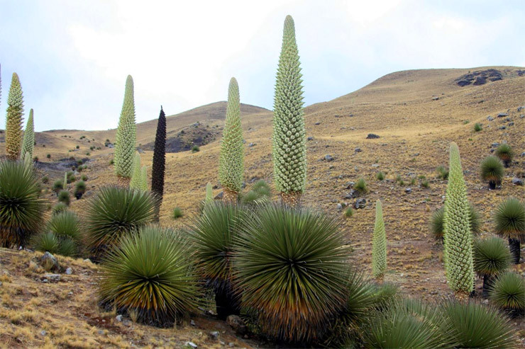 5 loai hoa ky la nam giu ky luc cua the gioi tu nhien-Hinh-3