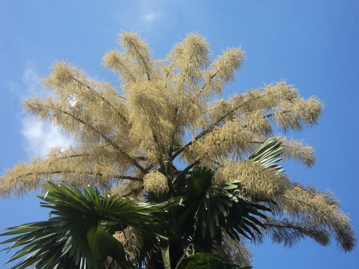 5 loai hoa ky la nam giu ky luc cua the gioi tu nhien-Hinh-4