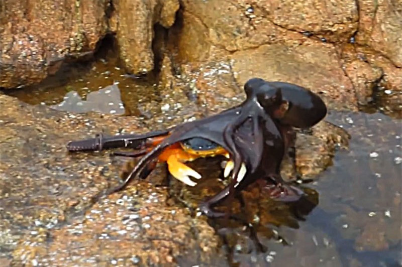 Video: Bạch tuộc “phi thân” lên bờ săn giết cua Video: Bach tuoc “phi than” len bo san giet cua