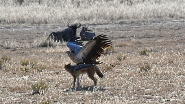 Video: Vũ điệu hoang dã của loài chim săn được rắn Video: Vu dieu hoang da cua loai chim san duoc ran