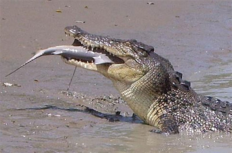Cuối cùng, con cá sấu nuốt gọn luôn cả con cá mập vào bụng. Theo các chuyên gia, bữa ăn này đủ để giúp “gã bò sát” khổng lồ no trong vài tuần.