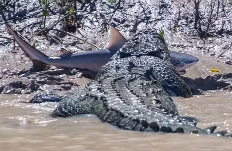 Với lực cắn khoảng 2,6 tấn/cm2, con cá sấu dễ dàng giết chết chú cá mập bò xấu số chỉ sau một phát cắn.