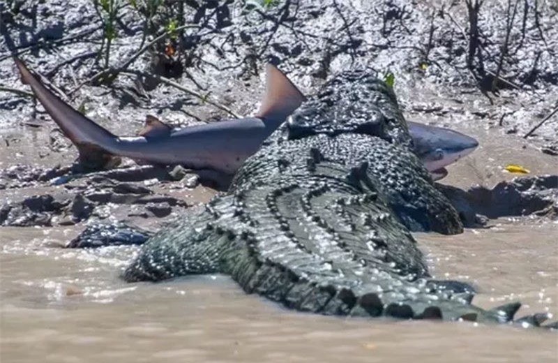 Theo Andrew Paice, con cá mập bò có chiều dài khoảng 1,5m. Thế nhưng, nếu so với độ dài khoảng 5,5m của con cá sấu thì nó chỉ là một miếng mồi béo bở cho “gã bò sát khổng lồ”.