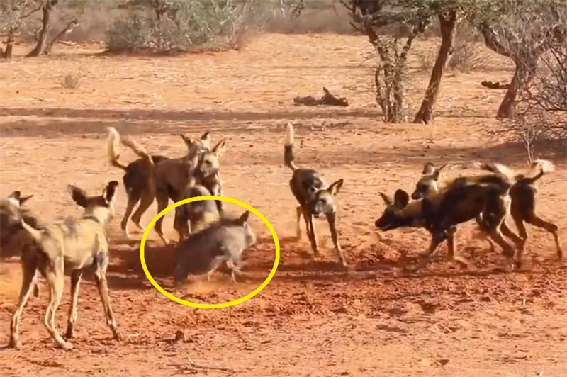 Video: Heo rung “ta xung huu dot” trong vong vay cua bay cho hoang