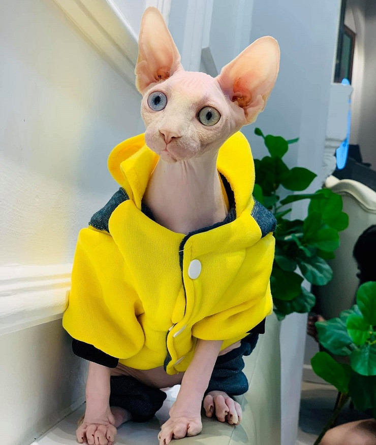 8x Sài Thành chi hàng trăm triệu đồng mua giống mèo đắt nhất thế giới ảnh 1 8x Sài Thành chi hàng trăm triệu đồng mua giống mèo đắt nhất thế giới ảnh 1