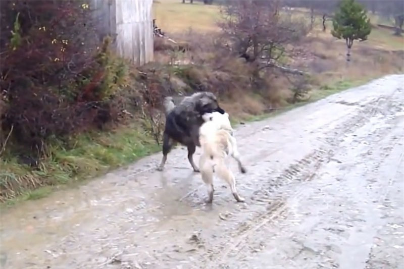 Video: Man hon chien khong khoan nhuong giua 2 chu cho