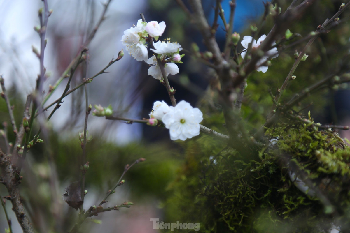 Hoa nhất chi mai mọc thành chùm hoặc những bông đơn, nụ hoa có màu đỏ, nhưng khi nở hoa lại có màu trắng.