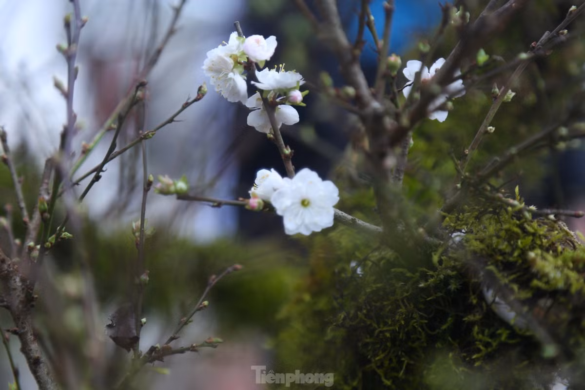 Hoa nhất chi mai mọc thành chùm hoặc những bông đơn, nụ hoa có màu đỏ, nhưng khi nở hoa lại có màu trắng.