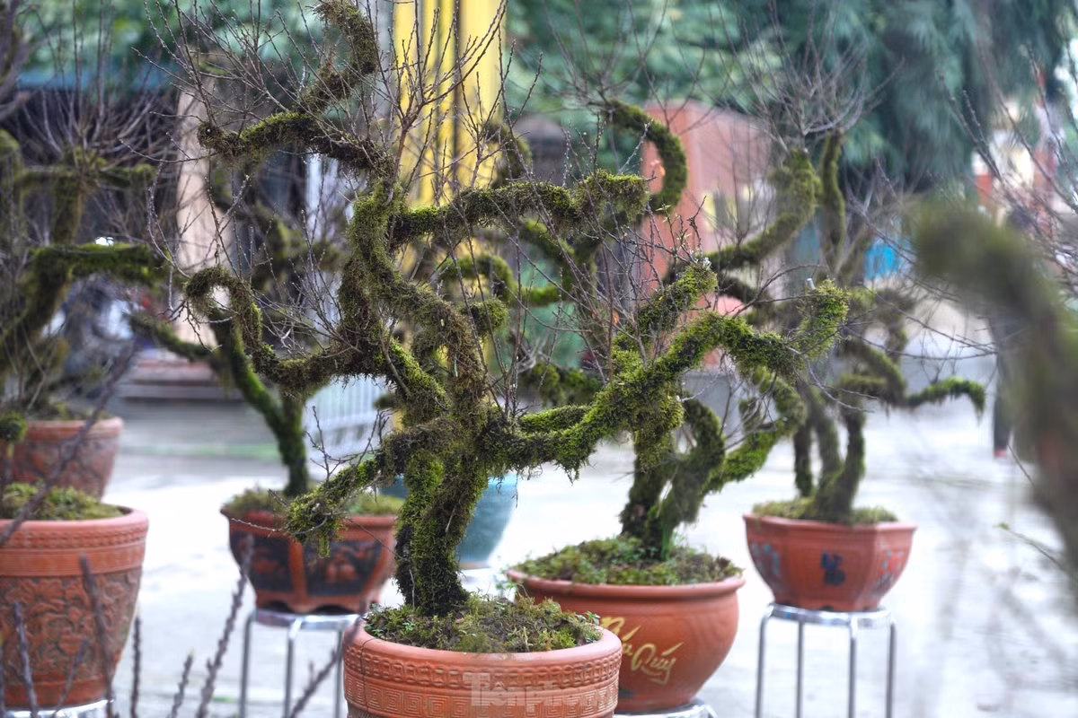 Những ngày này, dọc theo tuyến đại lộ 32 (TP Vinh, Nghệ An), các loại cây đào, quất, bưởi... được bày bán tràn ngập dọc hai bên. Nổi bật trong đó là những cây nhất chi mai có thế độc, lạ, toàn thân phủ lớp rêu xanh… gây ấn tượng với người đi đường.