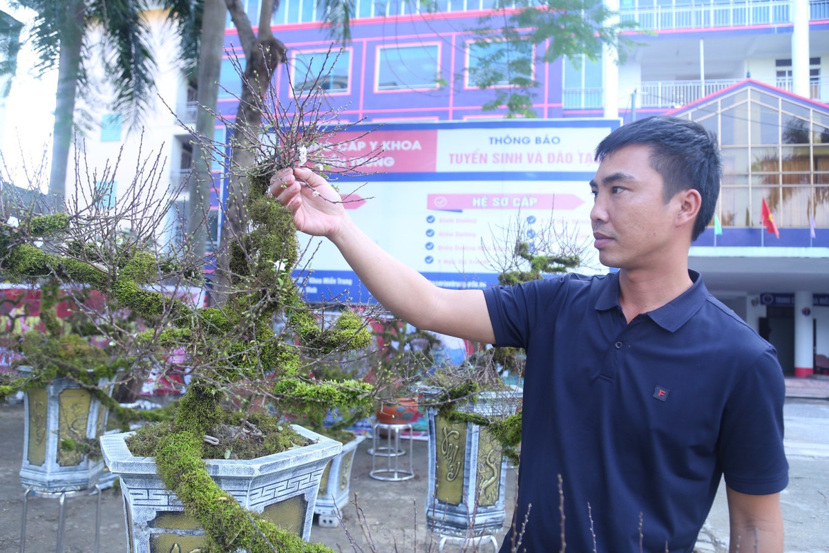 Là loài hoa độc, lạ với thế đẹp, màu hoa trắng, nên những năm gần đây nhiều người dân tìm mua loài cây này để trang trí trong nhà vào dịp Tết Nguyên đán.