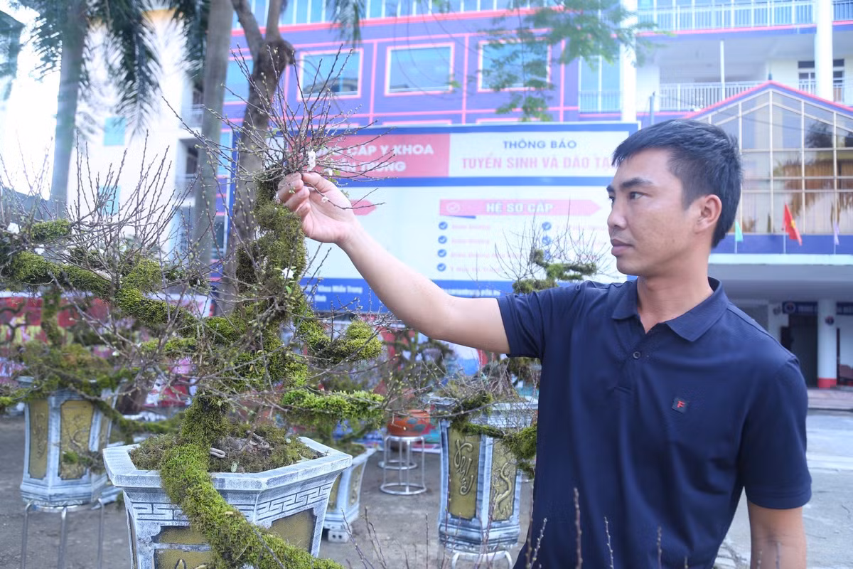 Là loài hoa độc, lạ với thế đẹp, màu hoa trắng, nên những năm gần đây nhiều người dân tìm mua loài cây này để trang trí trong nhà vào dịp Tết Nguyên đán.