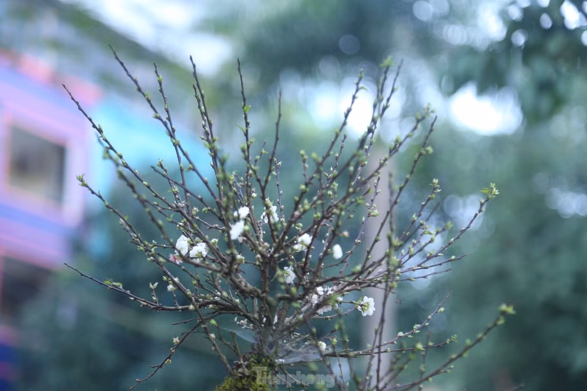 Những cây mai đá Sa Pa rêu phủ toàn thân, nụ mọc kín cành.